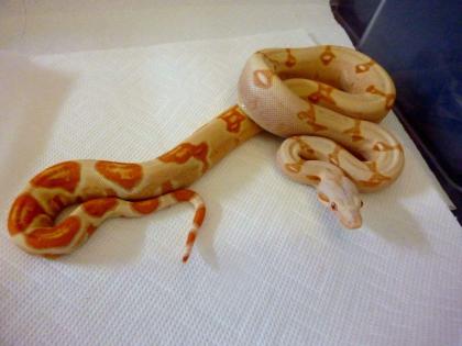 Coral Sunglow Boa und Sharp Sunglows enz 2021 abzugeben
