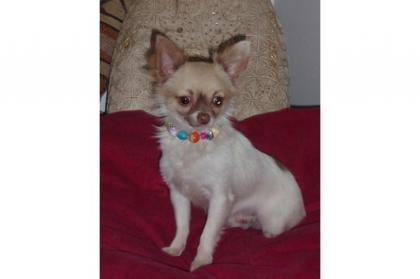 Die kleinen Chihuahua Biester Fee, Sky Marlo