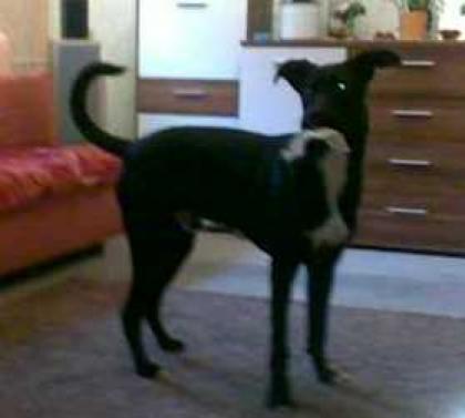 Hund abzugeben