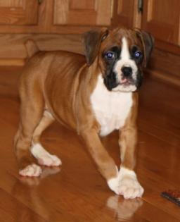 Schöne reinrassige Boxer-welpen mit Papieren. suchen noch ein neues und liebev