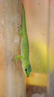 Nachzucht Phelsuma mad. Grandis gr. Taggecko