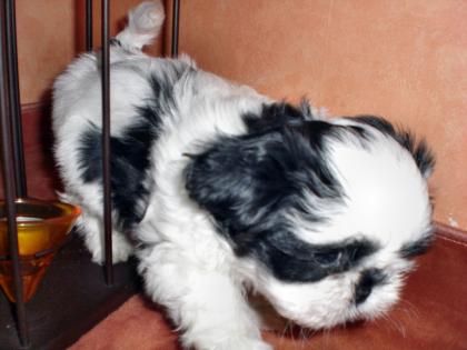 2 süße Shi Tzu Welpen nur in liebevolle Hände abzugeben
