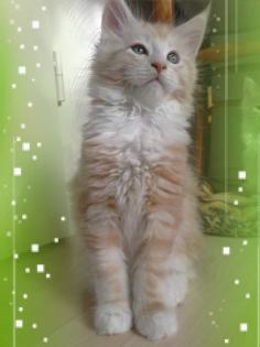 Maine Coon vom Bernsteinsee