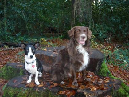 Hundedame zum verlieben geuscht -
