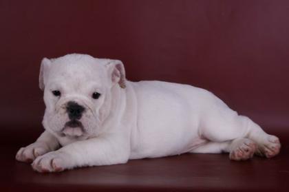 Old English Bulldog Welpen