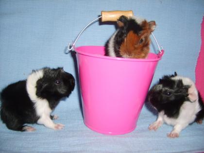 Wunderschöne Peruaner Meerschweinchen Babys