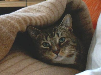 Meine liebe Katze abzugeben
