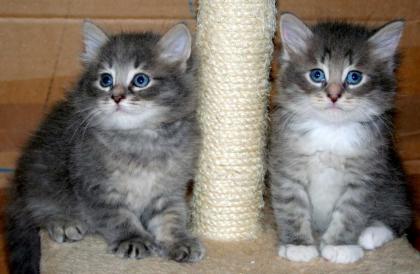 Reinrassige Sibirische Katzenbabys
