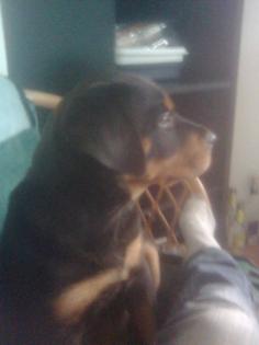 Rottweilerdeckrüde