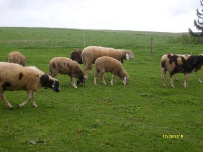 Verk. Tiroler Bergschafe