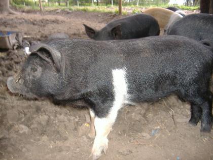 Wollschwein-Sattelschwein-Mixeber
