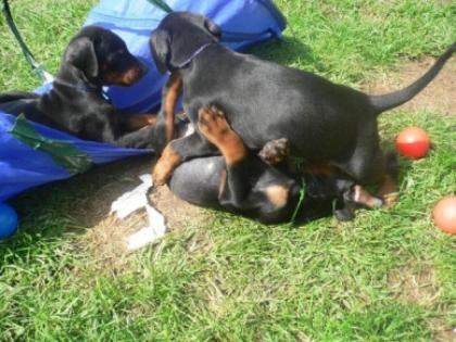 Dobermann Welpen
