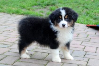 Schöne Australian Shepherd Welpen