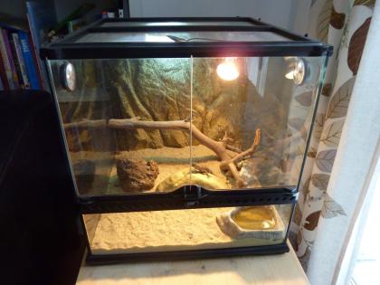 Blauer Stachelleguan mit Terrarium