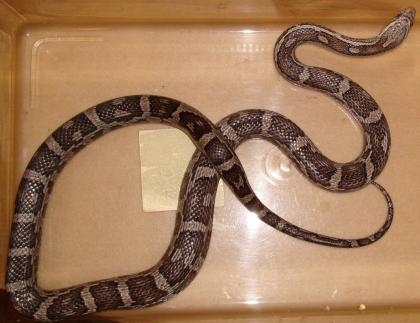 Kornnatter Black Albino 1. 0