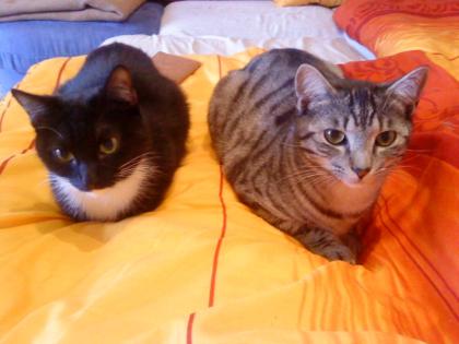 2 Hauskatzen abzugeben Katze 3 J. und Kater 2 J.