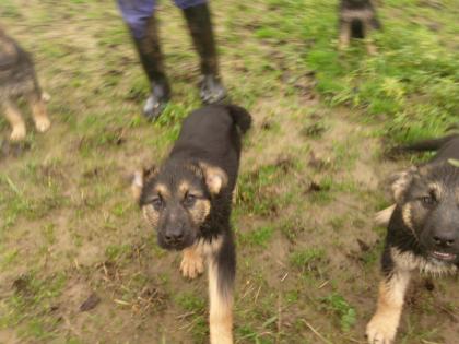 Meine Schäferhunde Welpen Suchen ein neues zuhause
