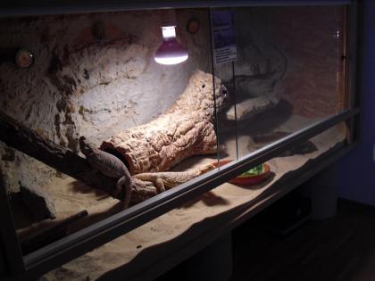 Bartagamen Terrarium