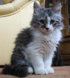 Sibirisches Katzenkind mit Stammbaum sucht neue Schmuseeltern