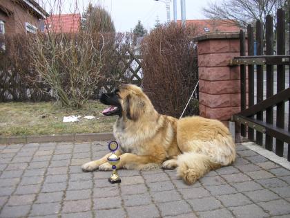 Leonberger 2021