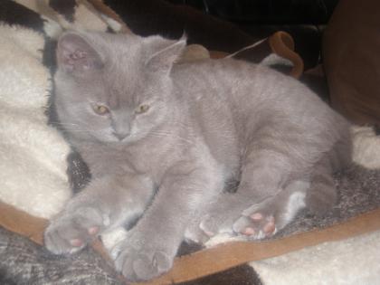 4 mon. junge katze zu verkaufen