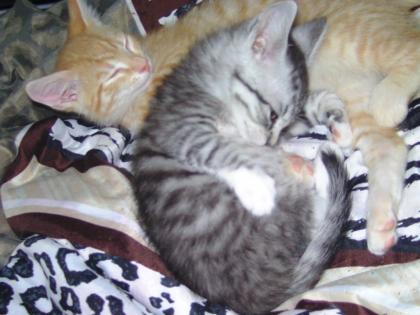 Zuhause gesucht Katze / Kater / Kätzchen / Baby Katze