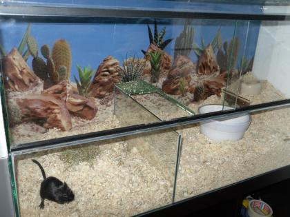 Schildkrötenbecken für Nager