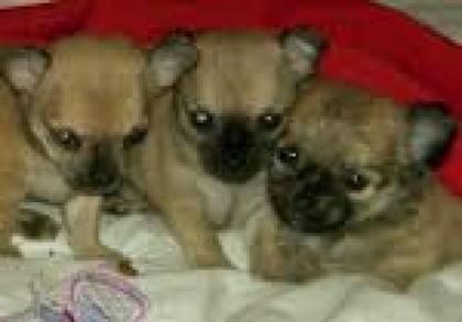 Drei kleine Chihuahua Mix Babys Welpen