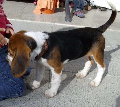 Hübsche Beagle-Dame zu verkaufen