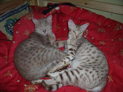 Rarität Superschöne Ocicat-Kitten
