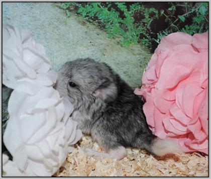 Bildschöne Chinchilla Babys