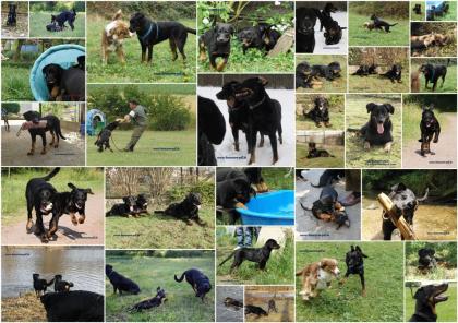 Beauceron Berger de Beauce - Franz. Schäferhund
