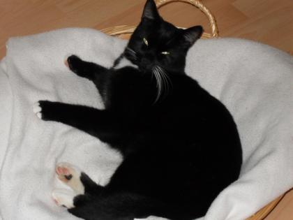Schwarzer Kater namens Gustav seit 29. 11. 2021 vermisst
