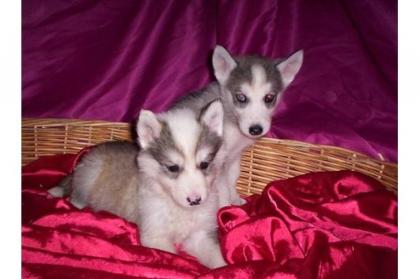 3 Süße Siberian Husky Welpen 8 Wochen