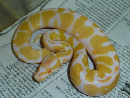 Verkaufe meine 1. 1 Albino KönigsPython Regius