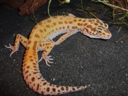 LEOPARDGECKOS 1. 2