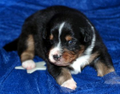 Australian Shepherd Welpen mit ASCA Papieren