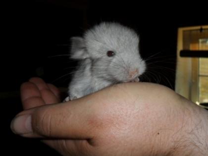 Chinchillas ab 20 Euro