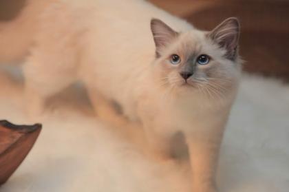 RAGDOLL TEENAGER