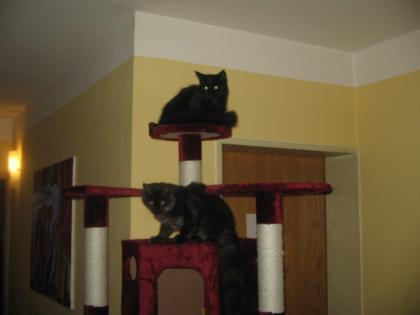 2 Mainecoonmädchen mit kompl. Zubehör