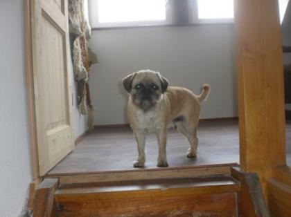 Suche Mops Deckrüden Bayern