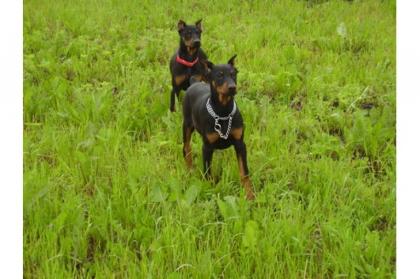 Schöne reinrassige Dobermannwelpen mit Papieren. suchen noch ein neues und lie