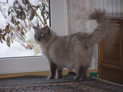 Ragdoll Kater 2j