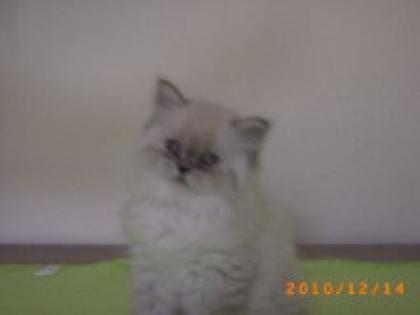 Wunderschöer Perserkater