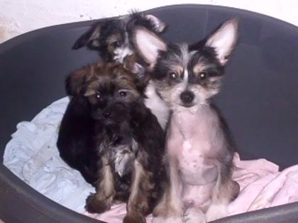 Schopfhundwelpen mit Papiere
