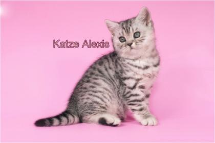 Prächtige BKH Kitten mit Papieren