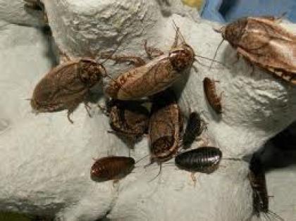 Grauschaben Nauphoeta cinerea zu verkaufen