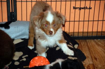 Bezaubernde Mini Australian Shepherd Welpen suchen noch ihre Dosenöffner