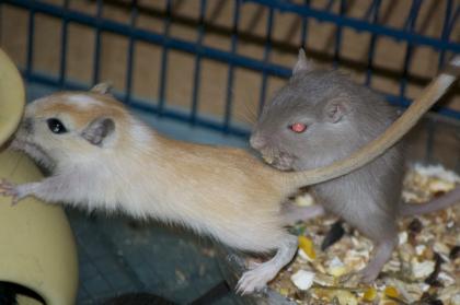 Wüstenrennmäuse - Gerbil Mäuse