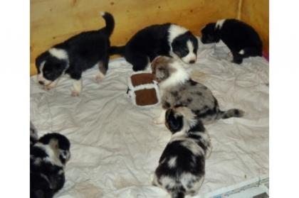 Wunderschöne Australian Shepherd Welpen